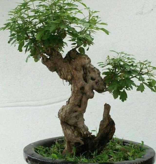 怎么种植黄荆树，黄荆树的生长环境（就能养成古朴苍劲的盆景）