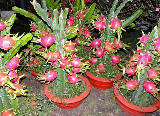 芒果核可以种吗，芒果核能种出来芒果吗（吃剩下的种子不要扔）