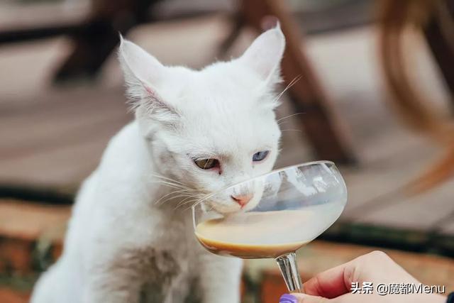 野格什么味道，百威加野格什么味道（人间不值得，教你喝野格）