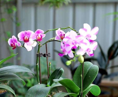 蝴蝶兰的养殖方法换盆，最简单蝴蝶兰家庭养法换盆（蝴蝶兰花后要换盆）
