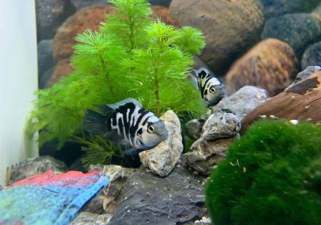 鹦鹉鱼可以跟什么鱼混养，什么鱼可以与鹦鹉鱼混养（迷你鹦鹉鱼能和什么鱼混养）