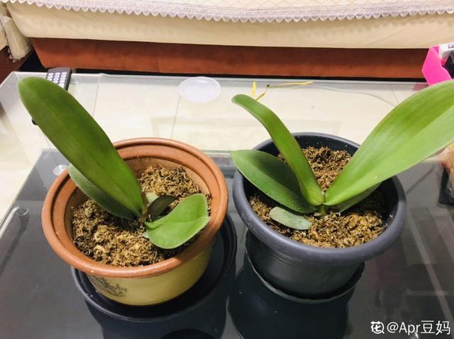 蝴蝶兰的养殖方法和注意事项，蝴蝶兰的养殖方法及注意事项大全（蝴蝶兰想养好很容易）