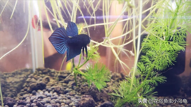 斗鱼吃什么，养出漂亮的斗鱼，实际上很简单（斗鱼吃什么食物最好）