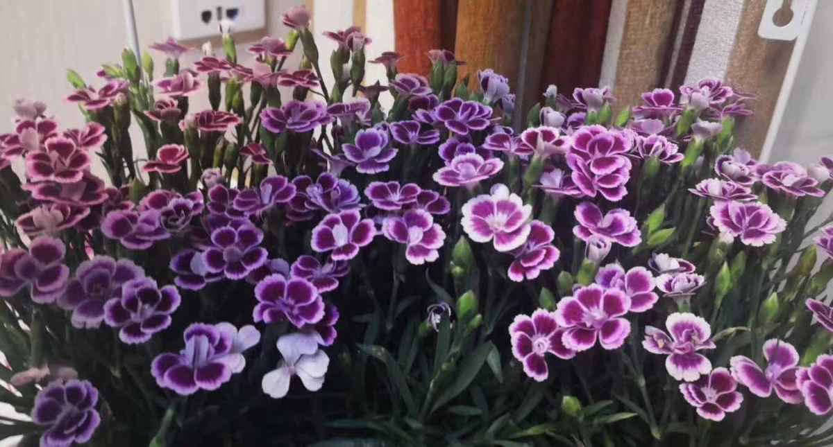 有香味的花(哪些花香味比较好闻)