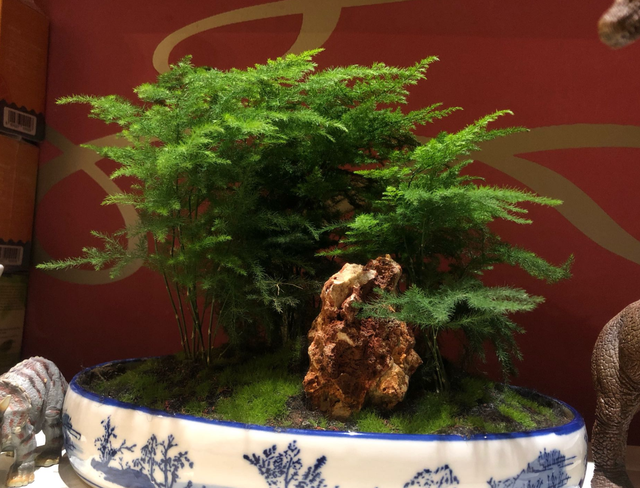 云竹盆栽养殖方法和注意事项，购买云竹要注意