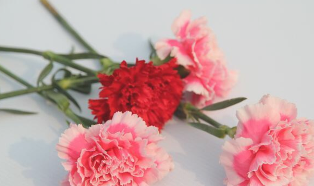 教师节送什么花，教师节送什么花最合适（教师节送老师什么花合适）