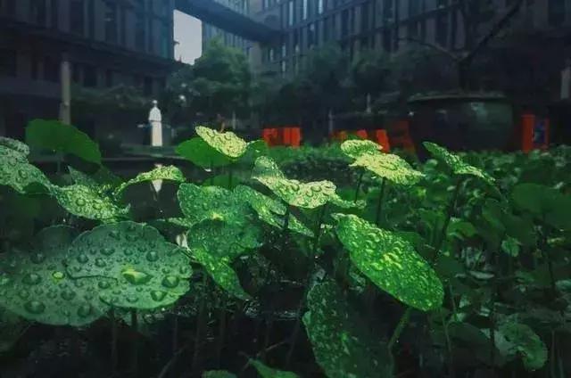 网易为什么叫猪厂，网易别称猪场（为什么都笑称网易为“养猪厂”呢）