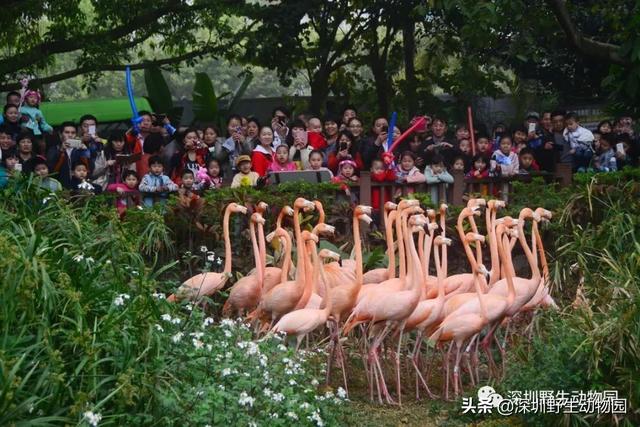 火烈鸟为什么是红色的，火烈鸟为什么是红色（火烈鸟身上的“十万个为什么”）