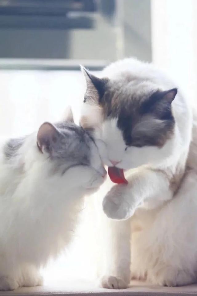 猫猫图片，我喜欢的样子你都有（宠物猫品种大全及图片）