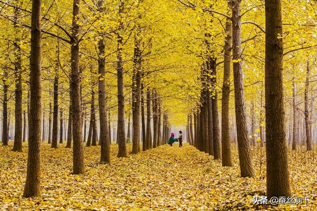 江苏省邳州市属于哪个市，江苏省邳州市属于哪个市-（中国百强县<县级市>）