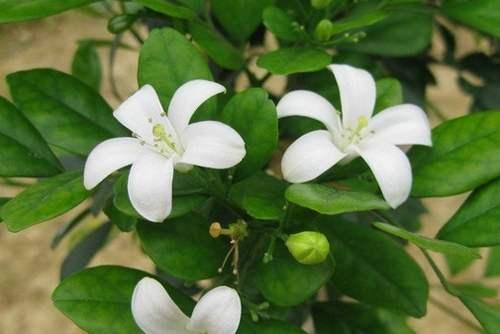 七里香的简介，七里香花语（殊不知此物是活气血“天然药”）