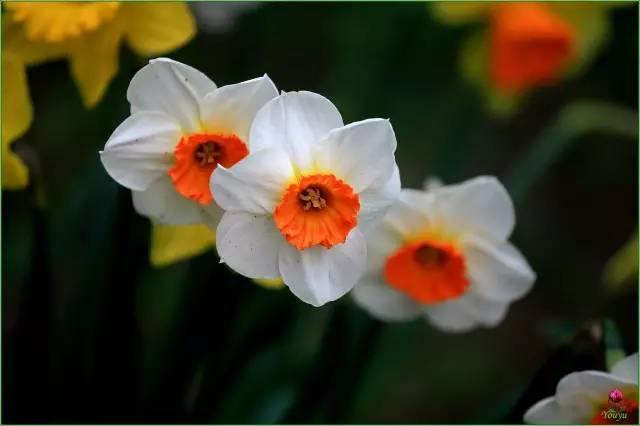 各种花的花语，各种花的花语爱情（史上最全花语大全）