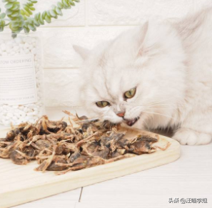 猫很瘦不长肉怎么办，猫很瘦不长肉怎么办呀（可能是患上吸收不良综合征了）