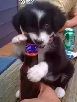 牧羊犬喜欢吃什么，还有这些特性让你又爱又恨