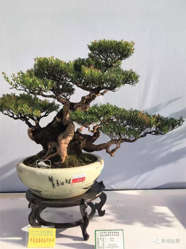 赤楠,一组赤楠盆景作品欣赏(赤楠盆景的养殖方法和注意事项)