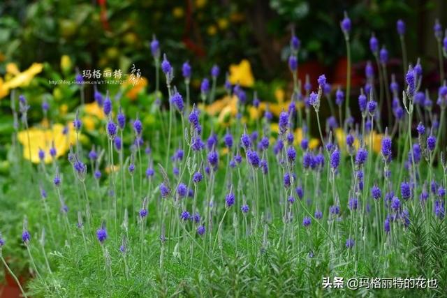 薰衣草如何过冬，薰衣草怎样过冬（西餐料理中常见的几种香草）