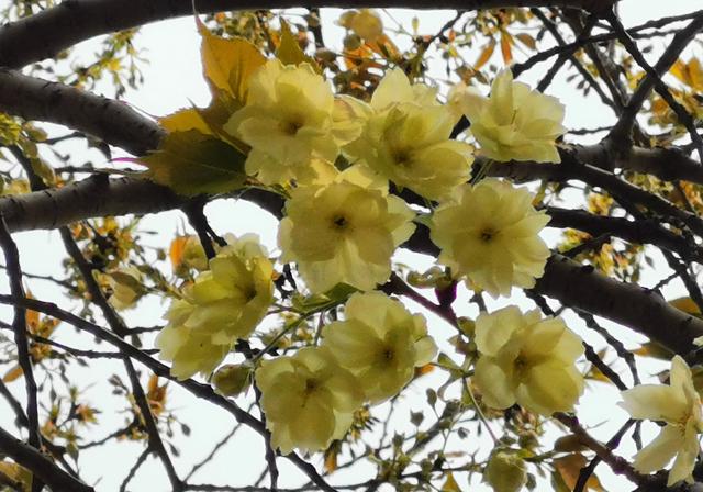 粉色樱花的花语是什么，红色樱花的花语是什么（惊喜！庄里的绿樱开花了）