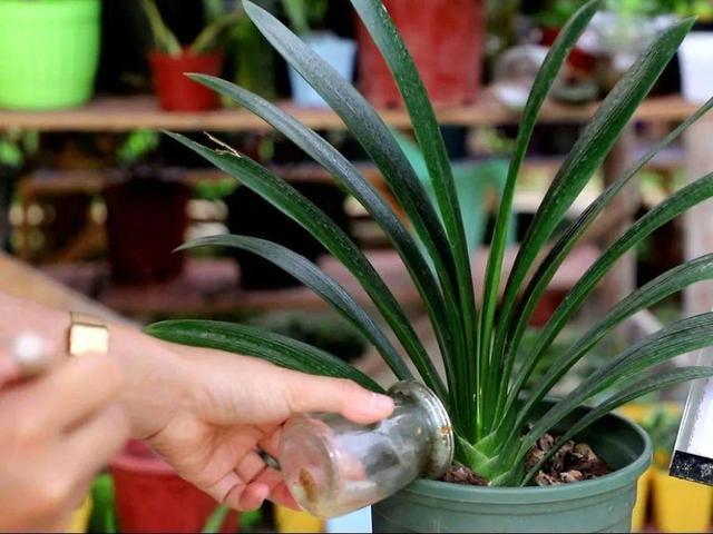 瓜子属于坚果吗，瓜子花生属于坚果类吗（给花吃点瓜子）