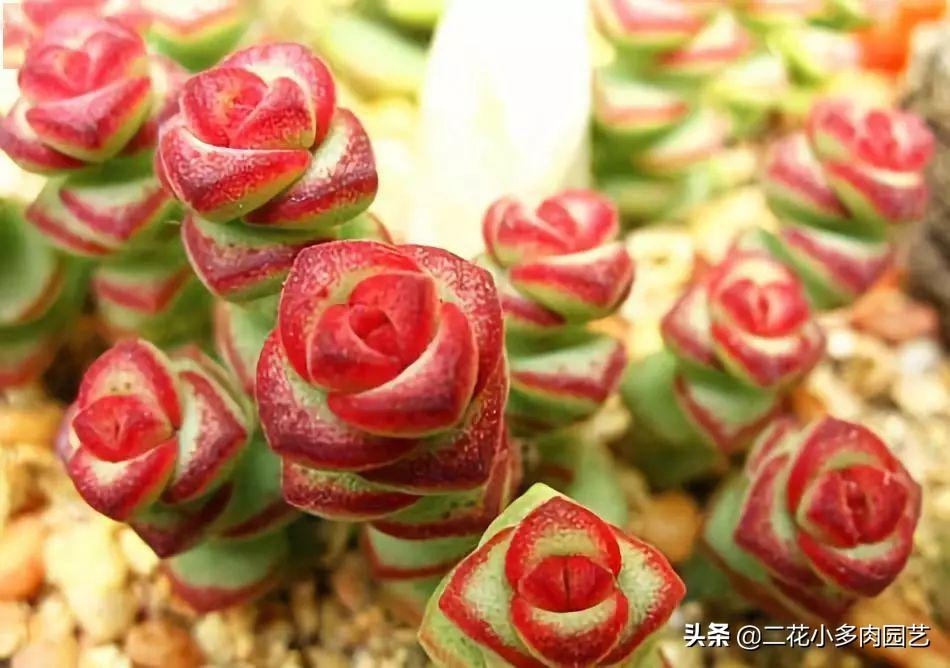 钱串21.小人祭20.艳日辉19.明镜18.黑法师17.爱染锦16.中斑莲花掌15.