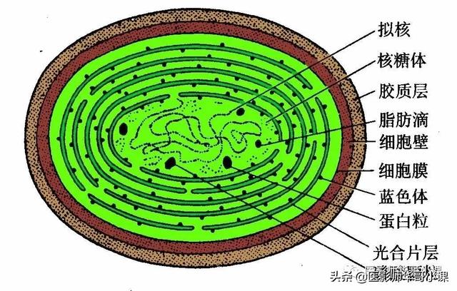 人体解剖学基础，人体解剖学基础知识学什么（基础知识之人体解剖学基础）