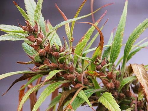 又香又甜的麻子(悠香的麻子) - 龙腾网