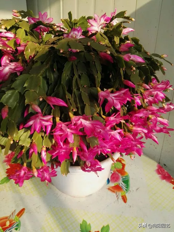 蟹爪兰的养护方法，蟹爪兰的日常养护方法（蟹爪兰养护要点）