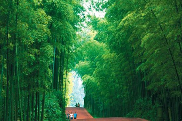 蜀南竹海风景区，蜀南竹海游记（没去过宜宾的蜀南竹海）