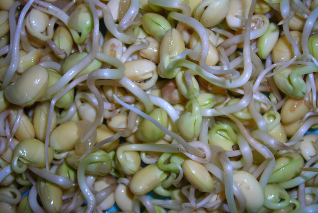 豆子泡水里，湿毛巾捂一捂，5天长出芽苗菜