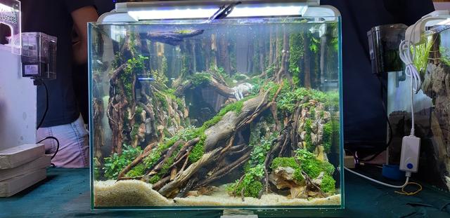 水草造景教程，简单水草造景图片（鱼缸造景比赛作品欣赏）