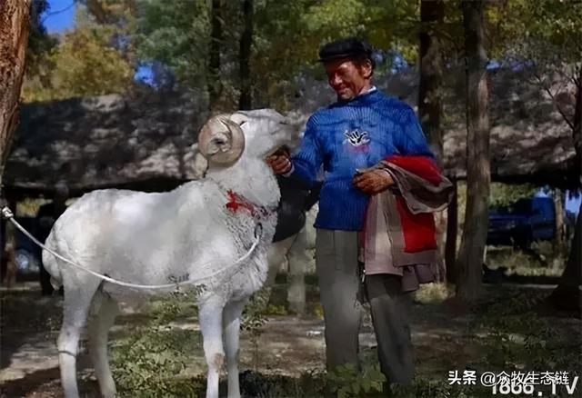 大同特产，世界上最好的羊，看看都在哪（大同特产有什么可以送礼的）