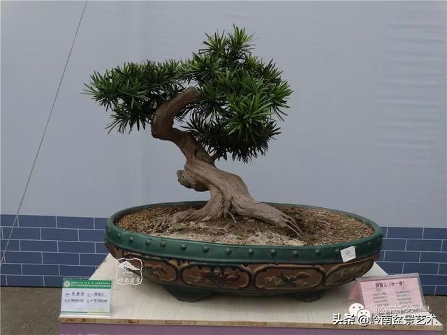 台湾罗汉松，飘逸优雅的海岛罗汉松盆景（台湾罗汉松的养殖方法和注意事项）