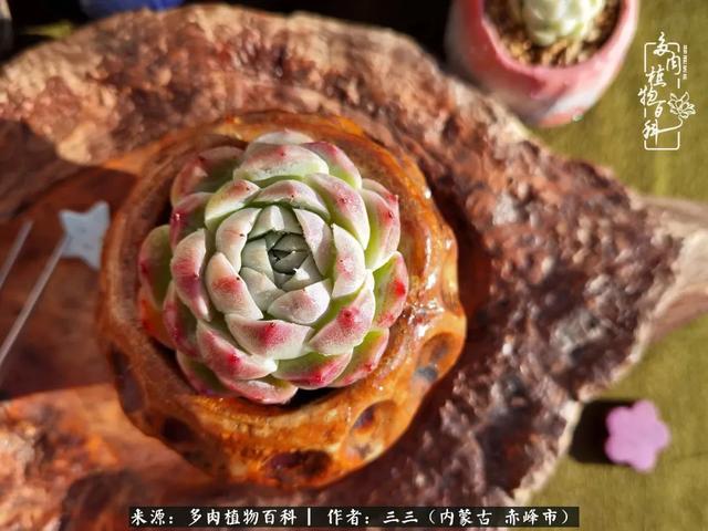 雪候鸟是什么意思，雪候鸟歌词表达什么意思（多肉于我从来不是锦上添花）