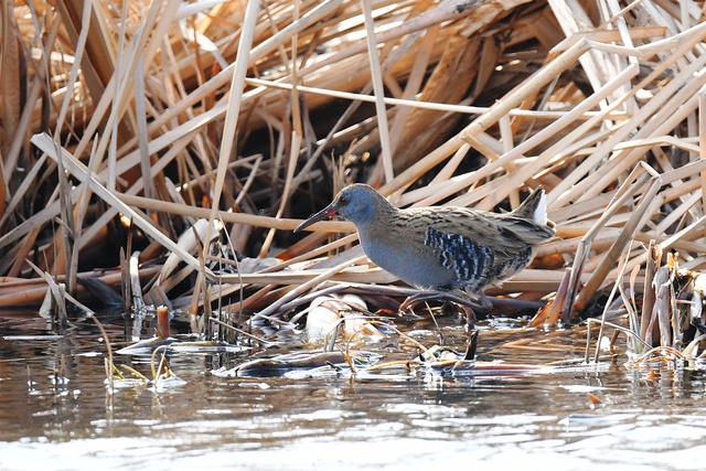水鸡是什么，水鸡是什么车（西方秧鸡、叽咋柳莺......）