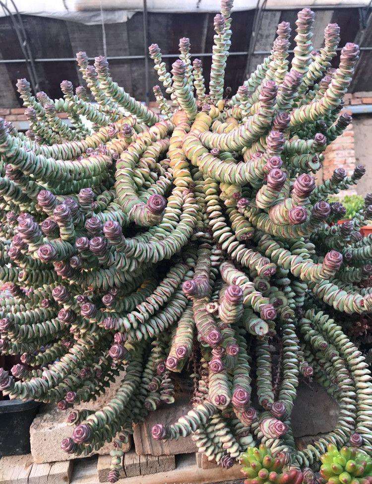 开花招财植物(招财的花卉) - 农业 - 爱宁信息网