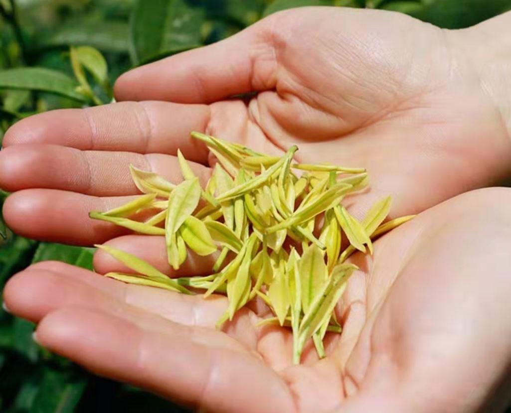 黄金芽属于什么茶(详解黄金芽茶档次和价格) 黄金芽属于什么茶(详解黄金芽茶档次和价格)