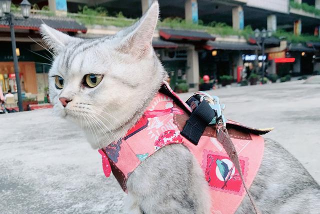 牵引绳有什么用，牵引绳安全吗（现在遛猫都用上牵引绳了么）