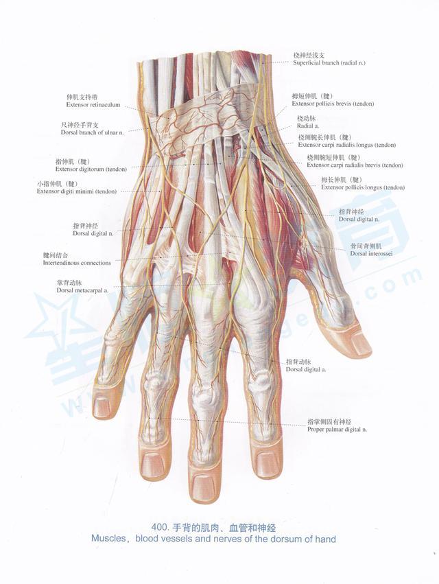 无名指戒指的含义与戴法，无名指指戴戒指说明什么（为什么婚戒要戴在无名指上）