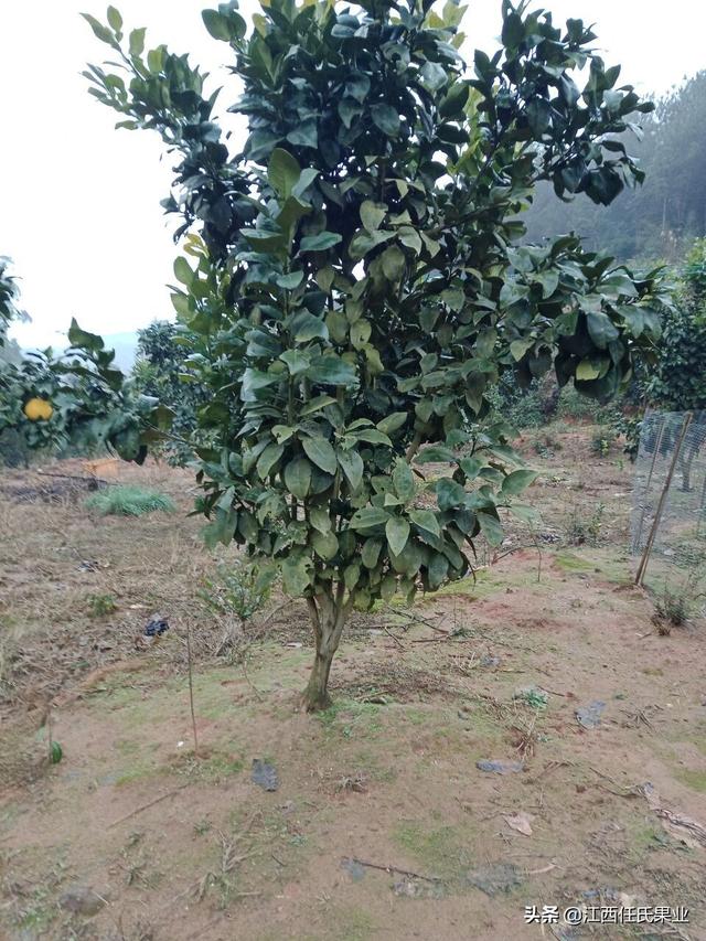 马家柚什么时候熟，马家柚什么时候熟的（黎川马家柚病害防治与管理方法）