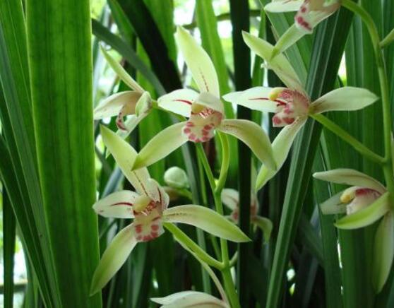 兰花的意思和寓意是什么，兰花是高洁典雅的象征