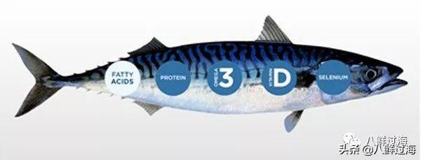 马鲛鱼有几种，马鲛鱼是什么鱼种（鲐鱼、鲅鱼、挪威青花鱼）