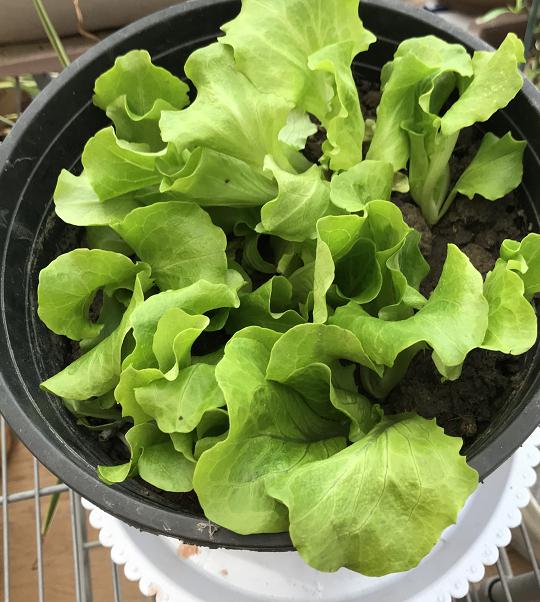 烧烤蔬菜有哪些，50款烧烤素菜菜单（7种“大叶菜”）