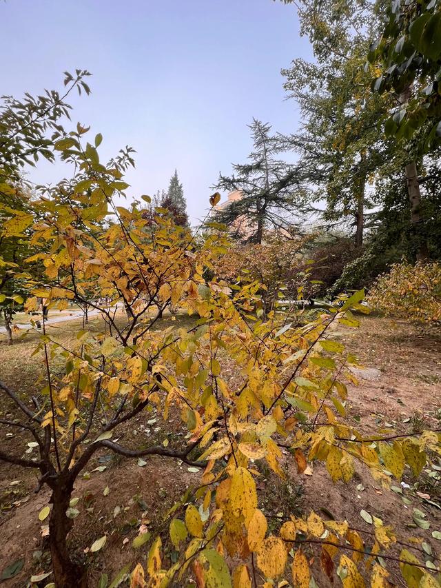 小区里的景色，小区里的景色真美呀（秋天里的小区美景图片）