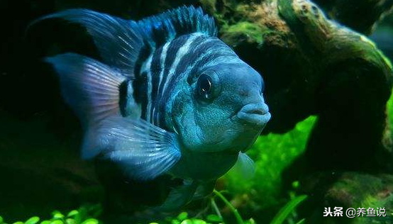 鹦鹉鱼的喂养方法，鹦鹉鱼的喂养方法和技巧（迷你鹦鹉鱼饲养繁殖全攻略在这儿）