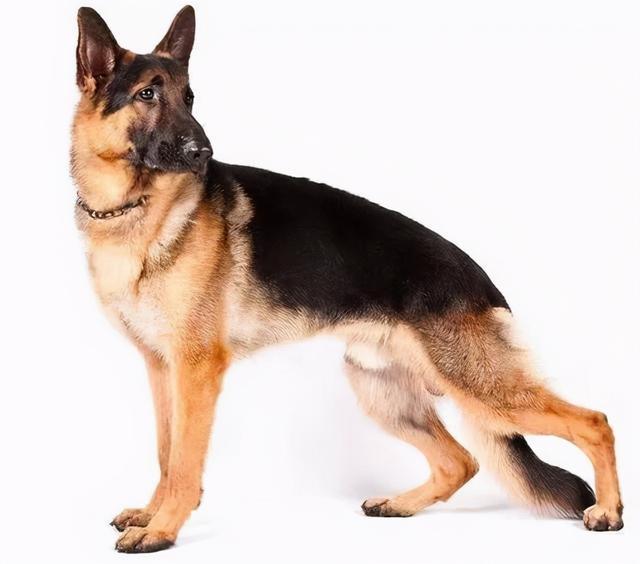 为什么德牧不能打，德牧犬训练方法与技巧（细数德牧被禁的四大原因）