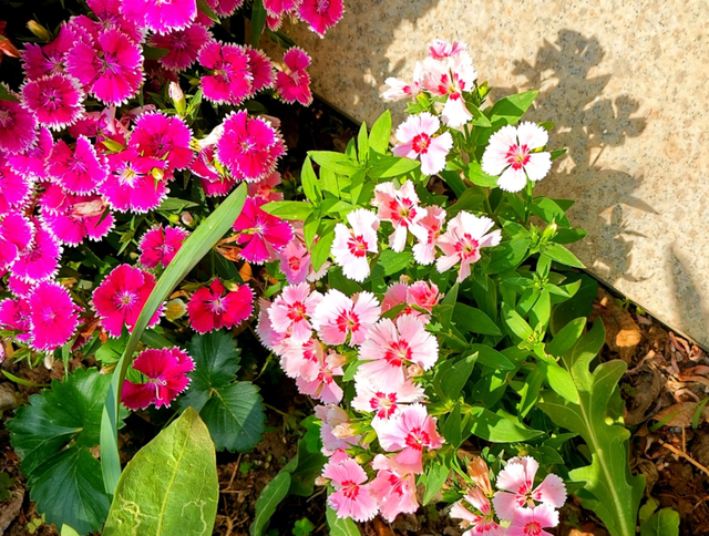 这5种花夏天太能开，一不小心就开爆（夏天满院子疯长开花）