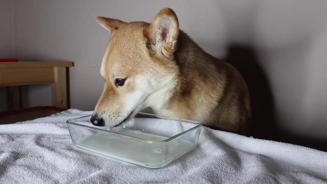 喂狗注意事项，喂狗的注意事项（主人照顾爱犬需注意细节）