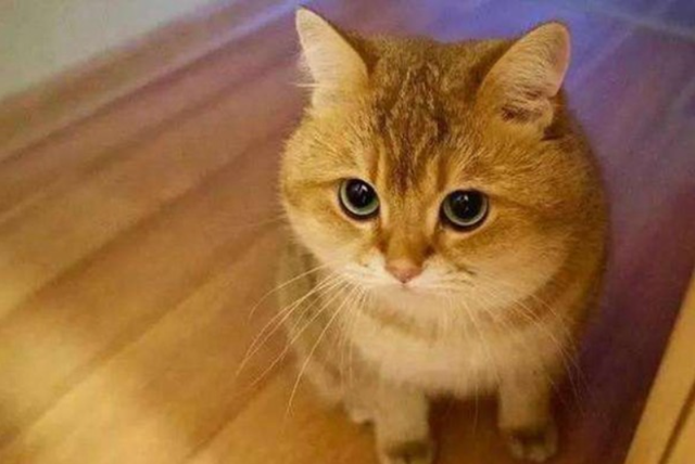 猫咪嘴巴臭怎么办，猫咪嘴巴很臭怎么办（猫咪“口臭熏天”，该如何是好）