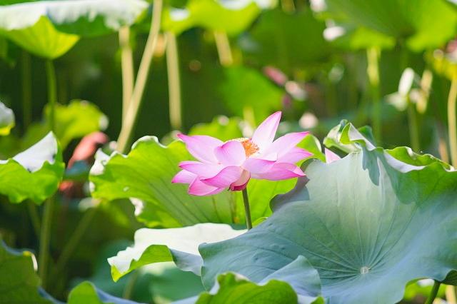 杭州必去的景点，杭州旅游必去景点推荐（杭州旅游十大必去打卡景点）