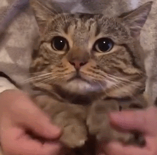 吸猫伐是什么意思，什么叫吸猫（禽兽们搞起比利来有多“骚”）