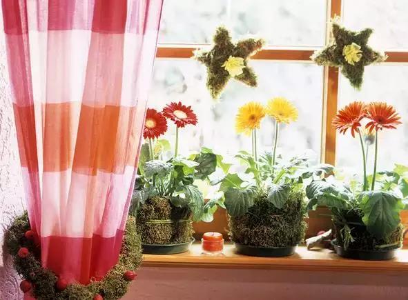 吸甲醛植物排名，室内植物盆景十大排名（为了家人健康转起来）